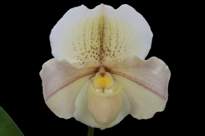 Paphiopedilum Russ Palmer Custard AM/AOS 80 pts.